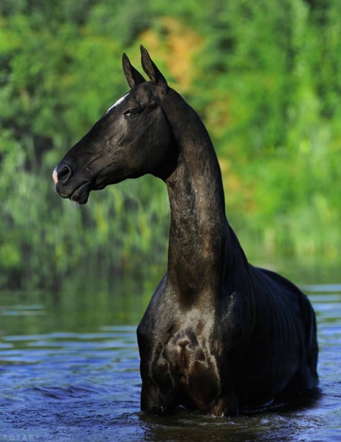 Akhal-Teke Horses